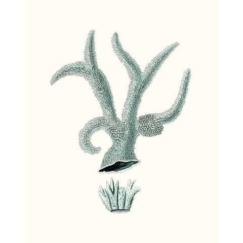 Antique Coastal Coral XII Black Modern Wood Framed Art Print by Esper, Johann