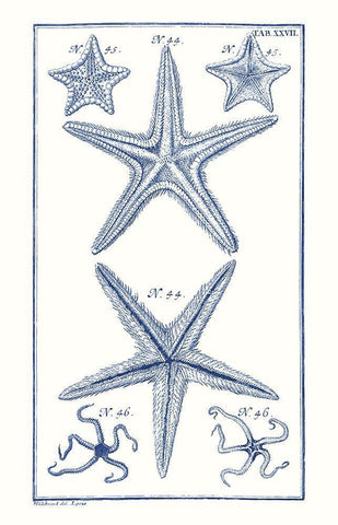 Blue Sea Stars I Black Ornate Wood Framed Art Print with Double Matting by Vision Studio