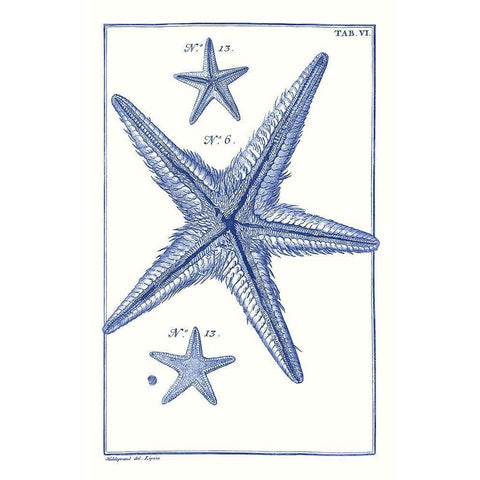 Blue Sea Stars III Black Modern Wood Framed Art Print with Double Matting by Vision Studio