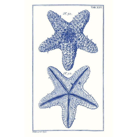 Blue Sea Stars IV Black Modern Wood Framed Art Print with Double Matting by Vision Studio