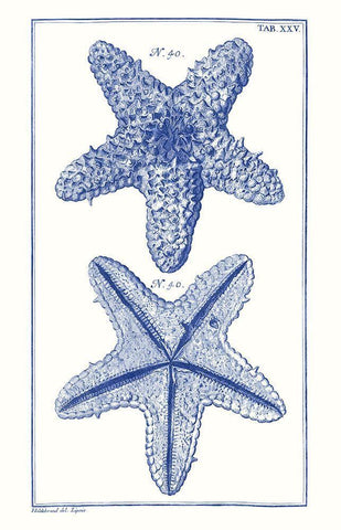 Blue Sea Stars IV White Modern Wood Framed Art Print with Double Matting by Vision Studio