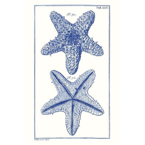 Blue Sea Stars IV Gold Ornate Wood Framed Art Print with Double Matting by Vision Studio