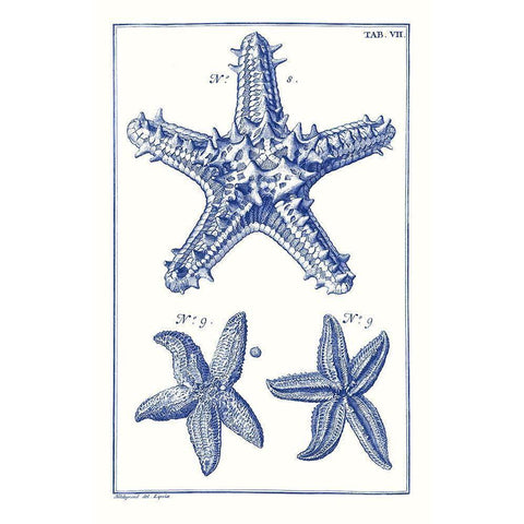 Blue Sea Stars V Black Modern Wood Framed Art Print with Double Matting by Vision Studio