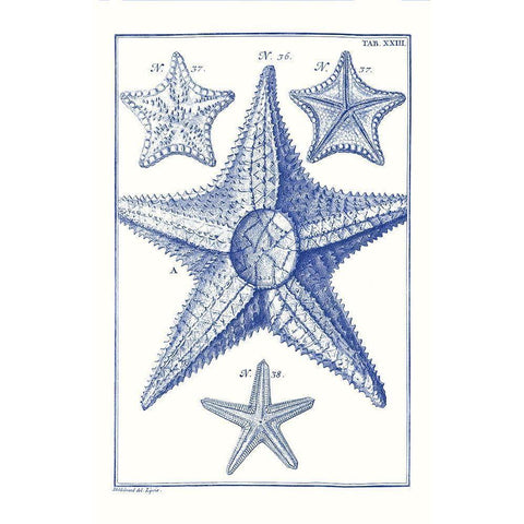 Blue Sea Stars VI Gold Ornate Wood Framed Art Print with Double Matting by Vision Studio