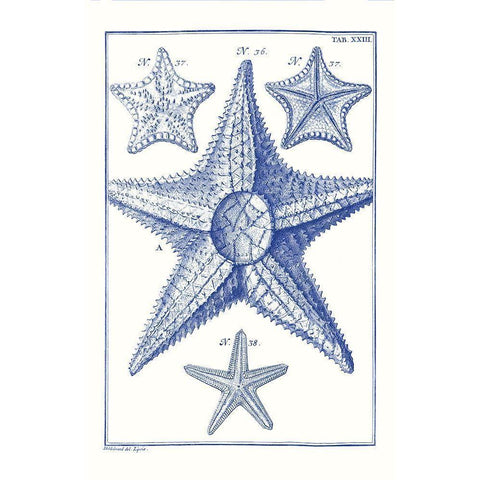 Blue Sea Stars VI White Modern Wood Framed Art Print by Vision Studio