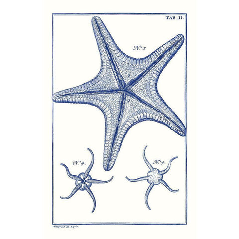 Blue Sea Stars VII Black Modern Wood Framed Art Print by Vision Studio