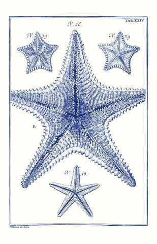 Blue Sea Stars VIII White Modern Wood Framed Art Print with Double Matting by Vision Studio