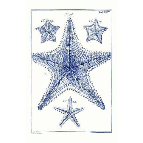 Blue Sea Stars VIII Gold Ornate Wood Framed Art Print with Double Matting by Vision Studio