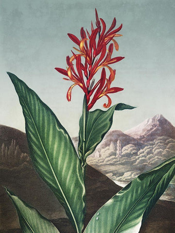 Temple of Flora I White Modern Wood Framed Art Print with Double Matting by Thornton, Dr. Robert J.