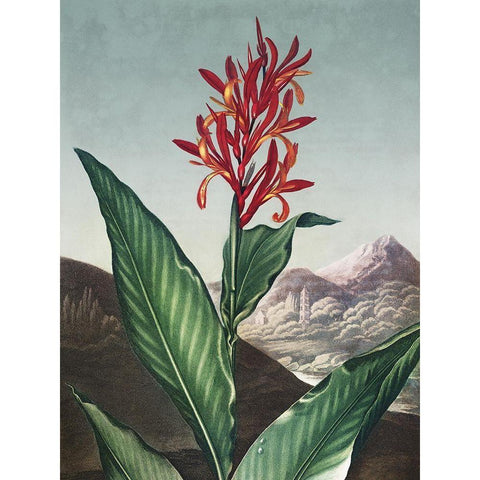 Temple of Flora I Black Modern Wood Framed Art Print by Thornton, Dr. Robert J.