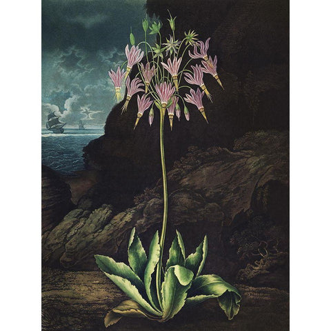 Temple of Flora II White Modern Wood Framed Art Print by Thornton, Dr. Robert J.