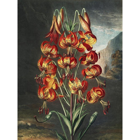 Temple of Flora III Black Modern Wood Framed Art Print with Double Matting by Thornton, Dr. Robert J.