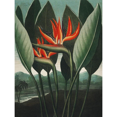 Temple of Flora IV Black Modern Wood Framed Art Print with Double Matting by Thornton, Dr. Robert J.