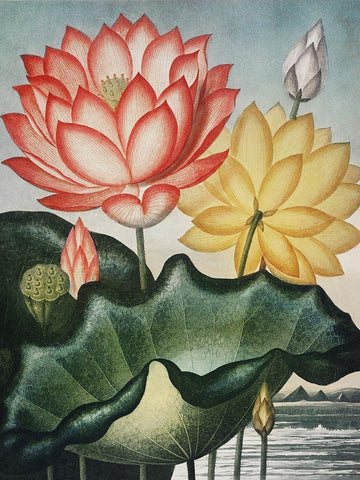 Temple of Flora V White Modern Wood Framed Art Print with Double Matting by Thornton, Dr. Robert J.