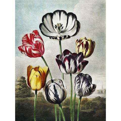 Temple of Flora VI White Modern Wood Framed Art Print by Thornton, Dr. Robert J.