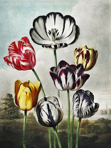 Temple of Flora VI White Modern Wood Framed Art Print with Double Matting by Thornton, Dr. Robert J.