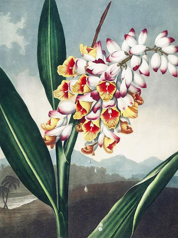 Temple of Flora VII Black Ornate Wood Framed Art Print with Double Matting by Thornton, Dr. Robert J.