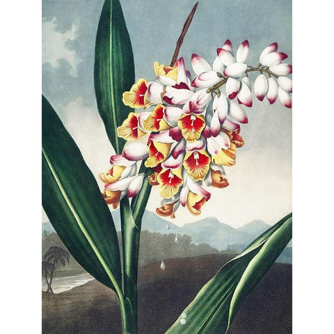 Temple of Flora VII Black Modern Wood Framed Art Print with Double Matting by Thornton, Dr. Robert J.