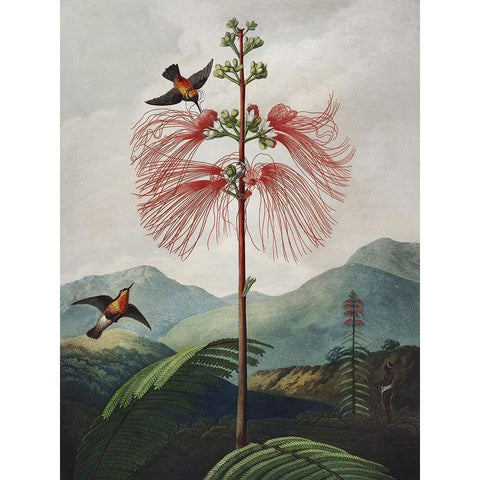 Temple of Flora VIII White Modern Wood Framed Art Print by Thornton, Dr. Robert J.