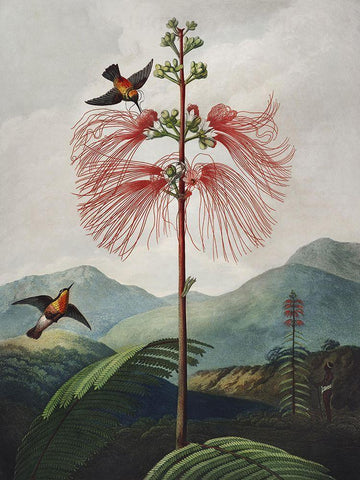 Temple of Flora VIII White Modern Wood Framed Art Print with Double Matting by Thornton, Dr. Robert J.