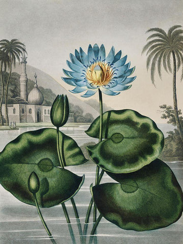 Temple of Flora IX Black Ornate Wood Framed Art Print with Double Matting by Thornton, Dr. Robert J.