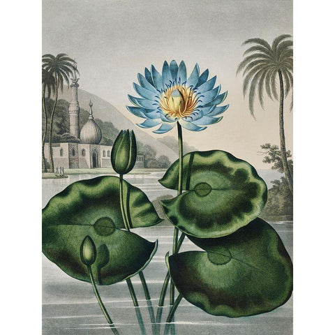 Temple of Flora IX Black Modern Wood Framed Art Print with Double Matting by Thornton, Dr. Robert J.