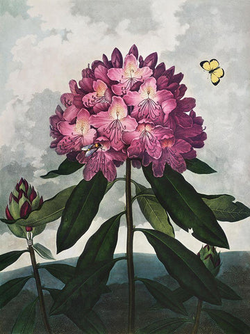 Temple of Flora X White Modern Wood Framed Art Print with Double Matting by Thornton, Dr. Robert J.