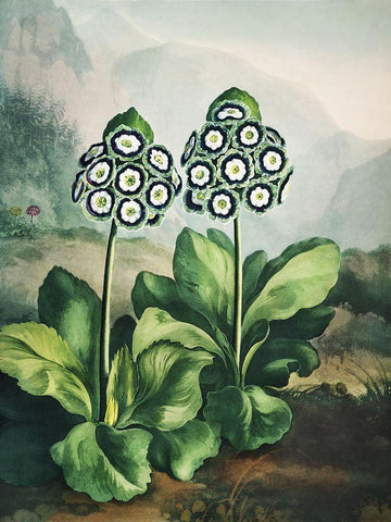 Temple of Flora XI White Modern Wood Framed Art Print with Double Matting by Thornton, Dr. Robert J.