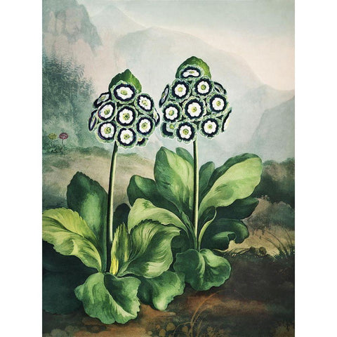 Temple of Flora XI Black Modern Wood Framed Art Print by Thornton, Dr. Robert J.