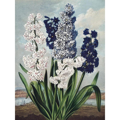 Temple of Flora XII White Modern Wood Framed Art Print by Thornton, Dr. Robert J.