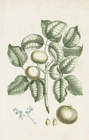 Buchoz Tropicals I Black Ornate Wood Framed Art Print with Double Matting by Vision Studio