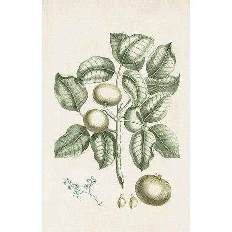 Buchoz Tropicals I Black Modern Wood Framed Art Print with Double Matting by Vision Studio