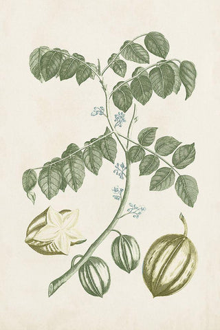 Buchoz Tropicals II White Modern Wood Framed Art Print with Double Matting by Vision Studio