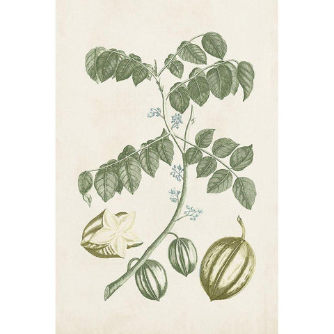 Buchoz Tropicals II Gold Ornate Wood Framed Art Print with Double Matting by Vision Studio