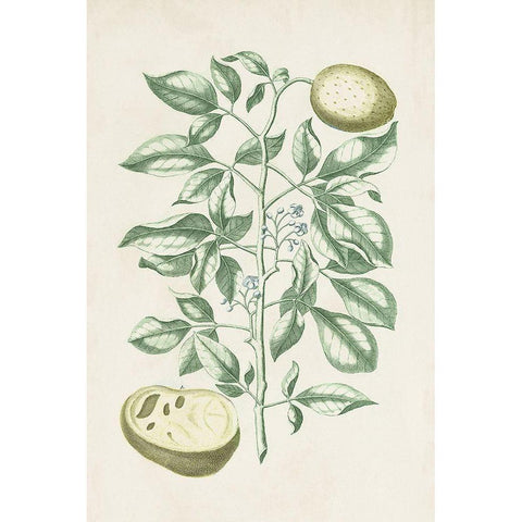 Buchoz Tropicals III Gold Ornate Wood Framed Art Print with Double Matting by Vision Studio