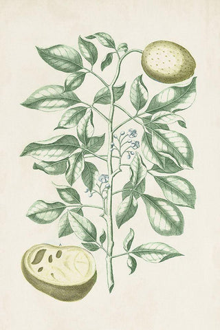 Buchoz Tropicals III White Modern Wood Framed Art Print with Double Matting by Vision Studio