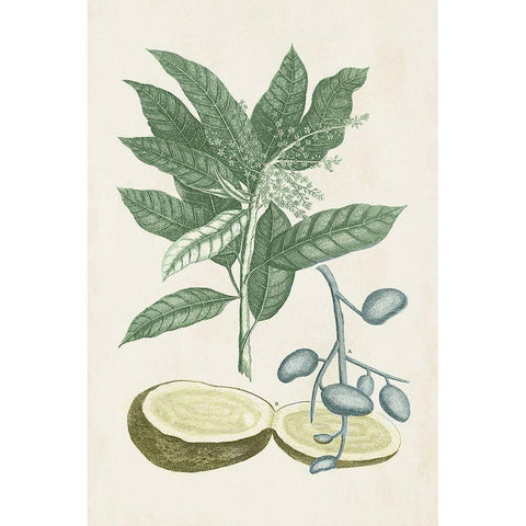 Buchoz Tropicals IV White Modern Wood Framed Art Print by Vision Studio