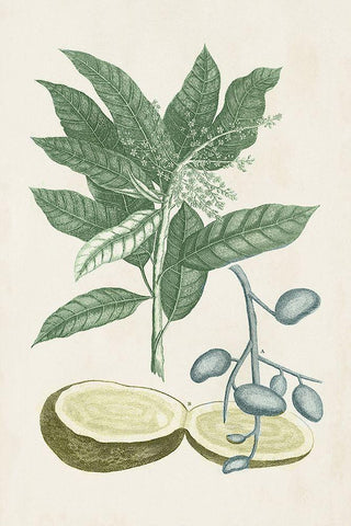 Buchoz Tropicals IV Black Ornate Wood Framed Art Print with Double Matting by Vision Studio