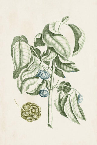 Buchoz Tropicals V White Modern Wood Framed Art Print with Double Matting by Vision Studio