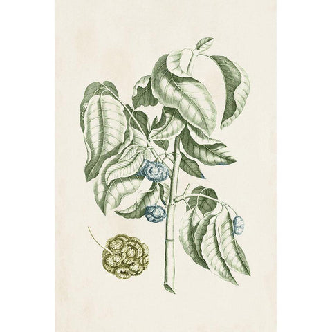 Buchoz Tropicals V Black Modern Wood Framed Art Print with Double Matting by Vision Studio