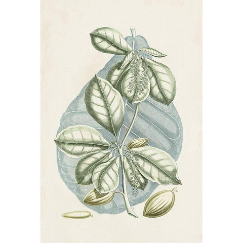 Buchoz Tropicals VI White Modern Wood Framed Art Print by Vision Studio