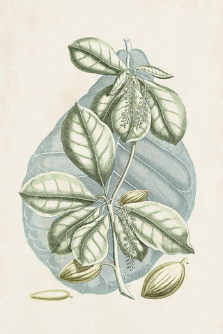 Buchoz Tropicals VI White Modern Wood Framed Art Print with Double Matting by Vision Studio