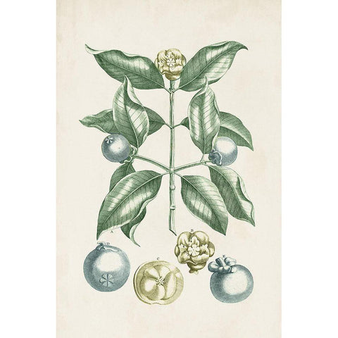 Buchoz Tropicals VII Gold Ornate Wood Framed Art Print with Double Matting by Vision Studio