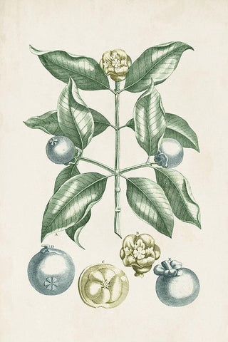 Buchoz Tropicals VII White Modern Wood Framed Art Print with Double Matting by Vision Studio