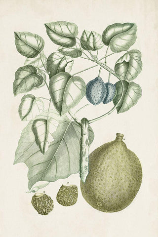 Buchoz Tropicals VIII Black Ornate Wood Framed Art Print with Double Matting by Vision Studio