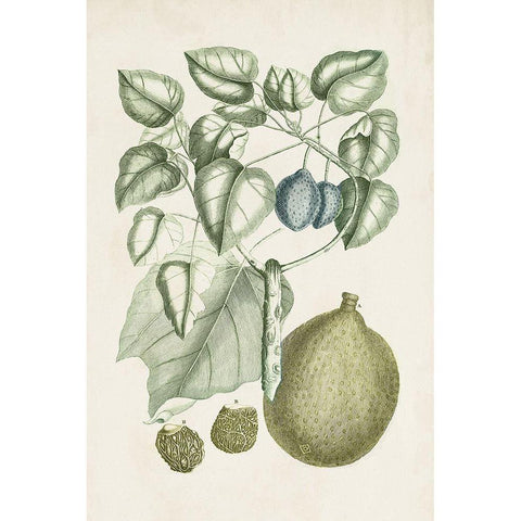 Buchoz Tropicals VIII White Modern Wood Framed Art Print by Vision Studio