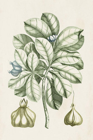 Buchoz Tropicals IX Black Ornate Wood Framed Art Print with Double Matting by Vision Studio