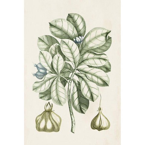 Buchoz Tropicals IX Black Modern Wood Framed Art Print with Double Matting by Vision Studio