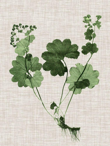 Forest Foliage on Linen I White Modern Wood Framed Art Print with Double Matting by Vision Studio