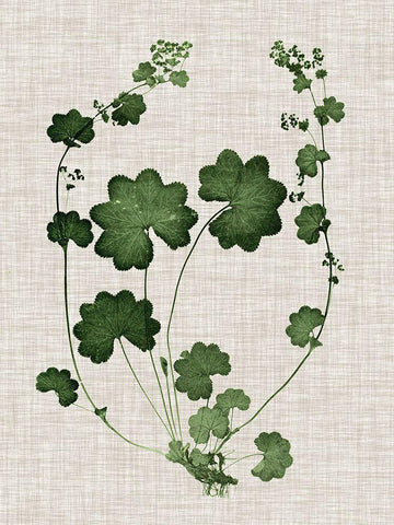 Forest Foliage on Linen II White Modern Wood Framed Art Print with Double Matting by Vision Studio